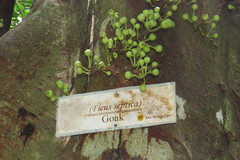 Ficus septica