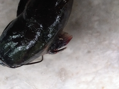 Clarias batrachus