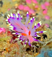 Coryphellina exoptata