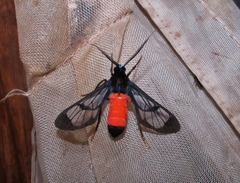 Cosmosoma zurcheri