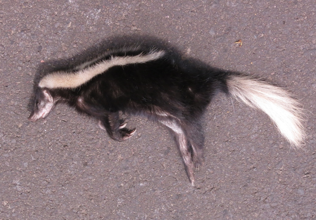 Striped Hog-nosed Skunk from Alajuela Province, San Carlos, Costa Rica ...