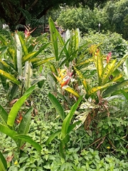 Heliconia