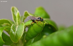 Syrphoctonus tarsatorius