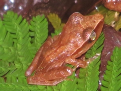 Craugastor mimus