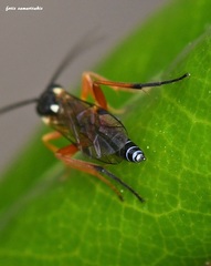 Syrphoctonus tarsatorius