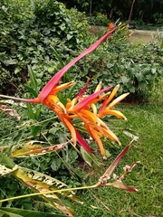 Heliconia