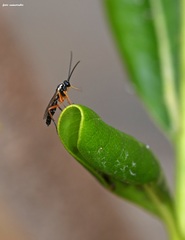 Syrphoctonus tarsatorius
