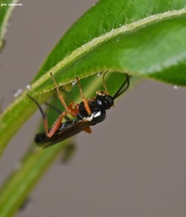 Syrphoctonus tarsatorius
