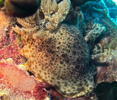 Chromodoris mandapamensis