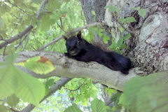Sciurus carolinensis pennsylvanicus