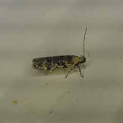 Chionodes thoraceochrella