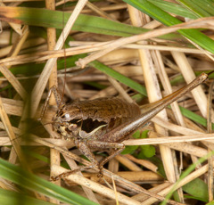 Pholidoptera littoralis