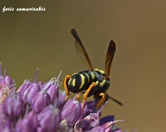 Leucospis gigas