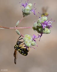 Leucospis gigas