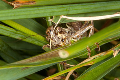 Pholidoptera littoralis