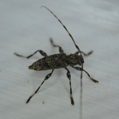 Graphisurus fasciatus