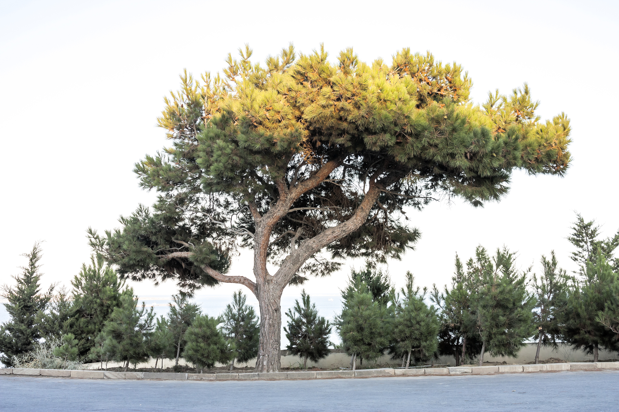 Pinus brutia var. eldarica