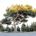 Pinus brutia eldarica - Photo (c) AlixSaz, μερικά δικαιώματα διατηρούνται (CC BY-SA)
