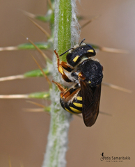 Pseudoanthidium