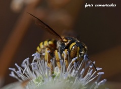 Icteranthidium grohmanni