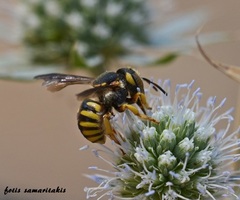 Icteranthidium grohmanni