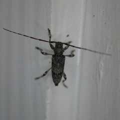 Graphisurus fasciatus