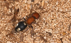 Mutilla quinquemaculata