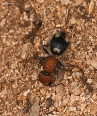 Mutilla quinquemaculata