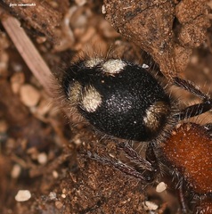 Mutilla quinquemaculata
