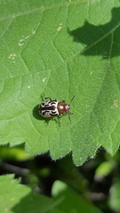 Zygogramma piceicollis