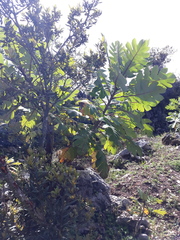 Bocconia frutescens