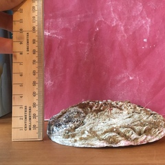 Haliotis midae