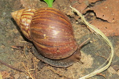 Lissachatina fulica