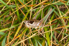 Pholidoptera littoralis