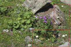 Tripleurospermum caucasicum