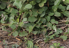Neptis hylas varmona