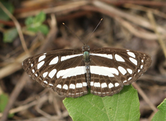 Neptis hylas varmona
