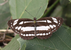 Neptis hylas varmona