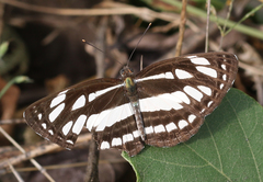 Neptis hylas varmona