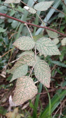 Rubus incanus