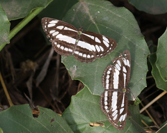 Neptis hylas varmona
