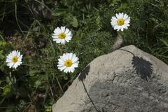 Tripleurospermum caucasicum
