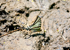 Protesilaus protesilaus