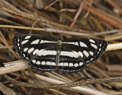 Neptis hylas varmona