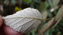Rubus incanus