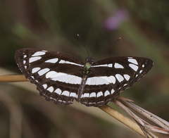 Neptis hylas varmona