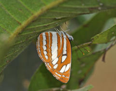 Neptis hylas varmona