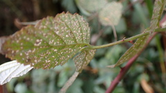 Rubus incanus