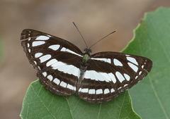 Neptis hylas varmona