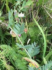 Vicia sativa